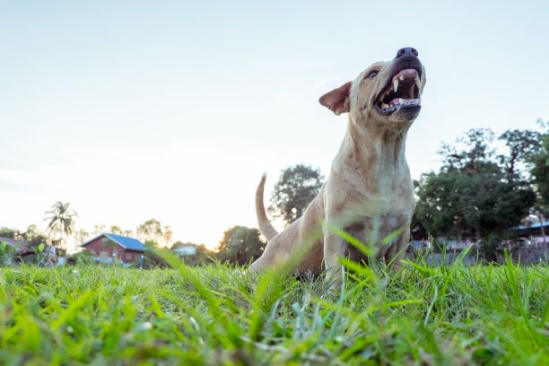 Growling dog showing teeth